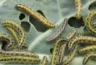Upper Lockyergarden-pests-and-diseases-6.jpg; ?>