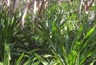 Upper Lockyerorganic-gardening-18.jpg; ?>